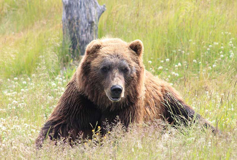 Image of a grizzly bear